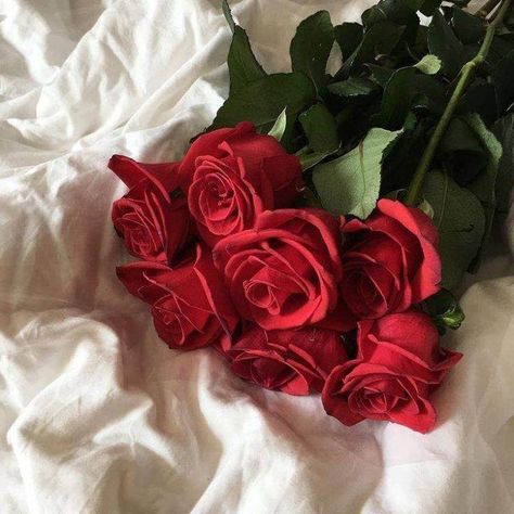 Pinterest⇝≫skylarmckellar❁ Insta⇝≫sky.mckellar❁ I always follow back Roses, Bunch Of Red Roses, Red Roses, Red, White