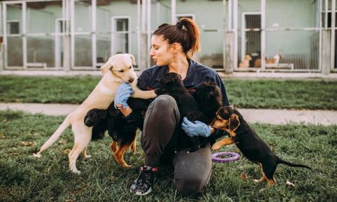 Small Animal Adoption: Adopt Dogs And Cats - FOREBLOG Kennel Technician, First Aid Cpr, What Kind Of Dog, Shelter Dog, Animal Adoption, Tech Job, Shelter Animals, Yorkie Puppy, Pet Sitters