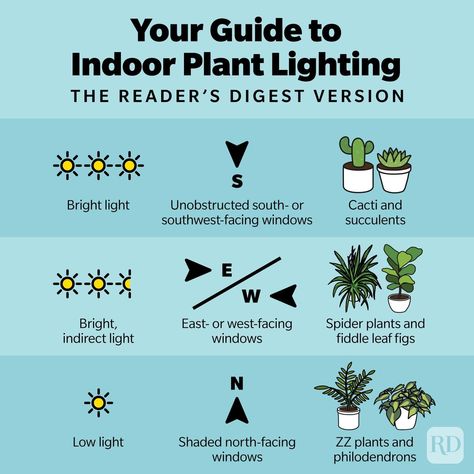 Indoor Grow Light Setup Ideas, Indoor Plants Indirect Light, Lighting For Plants Indoor, Indoor Plants That Don’t Need Sunlight, Indoor Plants Lighting, Plant Light Guide, Direct Sunlight Plants Indoor, Indoor Plant Lighting Ideas, Light For Plants Indoor