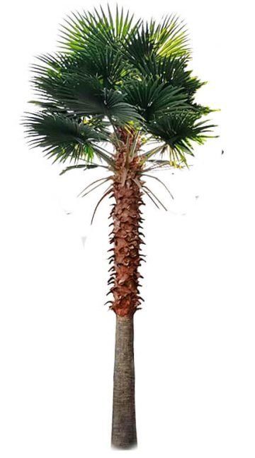 A Mexican Fan Palm Tree That Will Never Need Watering Again! Perfect for entertaining spaces, restaurants, apartment complexes or any space you want to make a statement. Build the tropical paradise you’ve always wanted – available in many different sizes. ✔️ UV Engineered, Durable And Lifelike✔️ Made From Superior Quality Realistic Artificial Foliage & Trunk✔️ Provide An Instant Tropical Feel To Any Landscape✔️ Instant Results and Greenery Details of the Large Royal Artificial Palm Trees Palm tr Fan Palm Tree, Mexican Fan Palm, Fake Palm Tree, Fan Palm, Artificial Foliage, Metal Pole, Mood Light, Apartment Complexes, Stick On Tiles