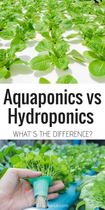 Aquaponics Greenhouse, Backyard Aquaponics, Growing Your Own Food, Aquaponics Fish, Aquaponics Diy, Hydroponic Farming, Aquaponic Gardening, نباتات منزلية, Hydroponic Growing