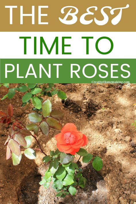 Rose Planting Ideas How To Grow, What To Plant With Roses, When To Plant Roses, How To Plant Roses, Transplanting Roses, Plant Knowledge, Roses Garden Care, Prune Roses, Michigan Garden