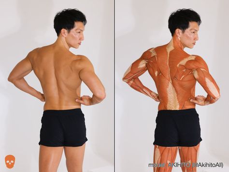 anatomy tutorials (@artanatomylab) on X Muscled Back Reference, Torso Muscles Anatomy, Male Arm Anatomy, Muscles Of Back, Back Muscles Reference, Back Muscles Anatomy, Back Anatomy, Back Study, 남성 근육