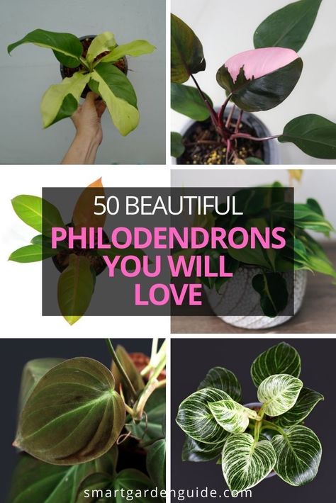 Philodendron Garden Ideas, Different Philodendron Plants, House Plants Philodendron, Royal Philodendron Varieties, How To Care For Philodendron Houseplant, House Plant Collection, Philodendron Display Ideas, Blushing Philodendron Care, Philonderon Plants