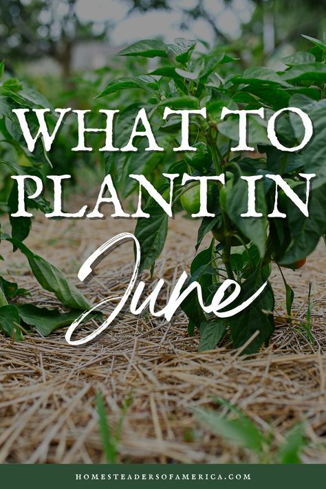 What to Plant in June: Vegetable Garden Growing Guide - Homesteaders of America What To Plant In June, Okra And Tomatoes, Volunteer Travel, Succession Planting, Garden Growing, Plant Guide, Spring Weather, Winter Squash, Organic Matter