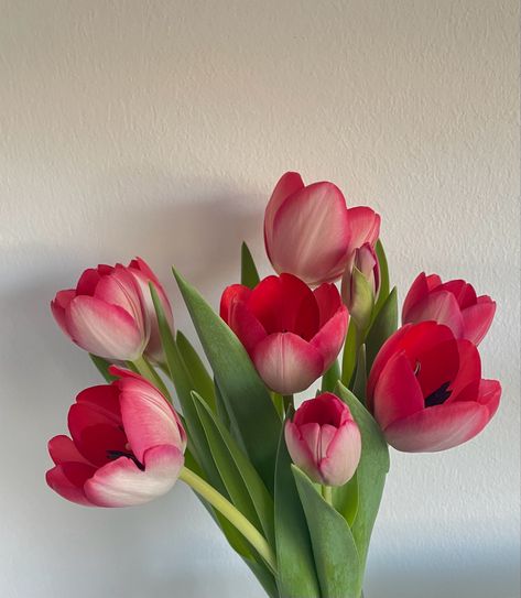 #flowers #tulips #tulpen Favorite Flower Tulips, Nature, Tulips Close Up, Opened Tulips, Tulips Open, Open Tulips, Paint Reference, Open Tulip, Pink Tulips Bouquet