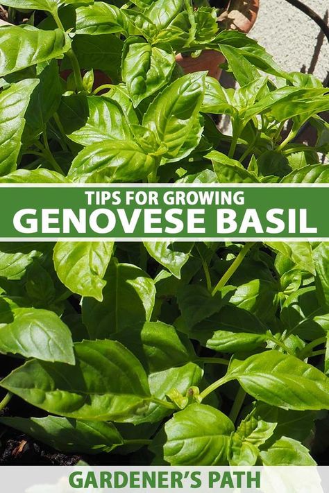 ‘Genovese’ basil is used for authentic Italian pesto and in salads, sauces, pasta, and much more. Easily cultivated, the fast-growing plants are highly flavorful, fragrant, and rewarding for the gardener and cook alike. Learn how to grow ‘Genovese’ basil now on Gardener's Path. #genovesebasil #herbgarden #gardenerspath Italian Pesto, Cold Frame Gardening, Northwest Garden, Vegetable Benefits, Growing Basil, Vegetable Garden For Beginners, Basil Plant, The Gardener, Fast Growing Plants