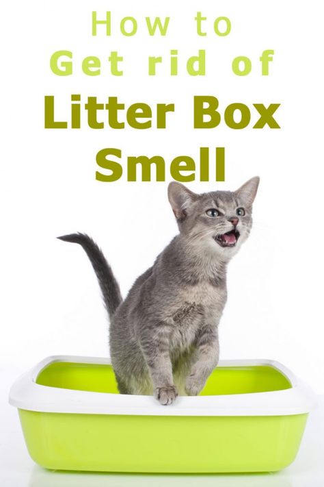 Cat Litter Box Diy, Cat Litter Smell, Litter Box Ideas, Cat Litter Cabinet, Litter Box Smell, Diy Litter Box, Cat Urine Remover, Cat Pee Smell, Cat Urine Smells