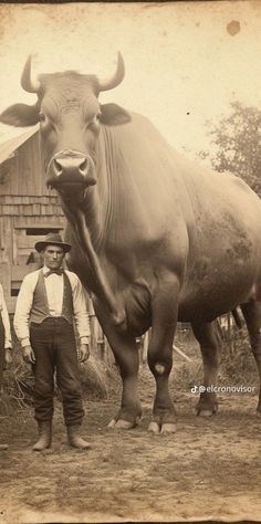 Weird Old Photos, Creepy Old Photos, Most Dangerous Animals, Largest Horse Breed, Giant People, Giant Animals, Creepy Vintage, Animal Humour, Clydesdale Horses