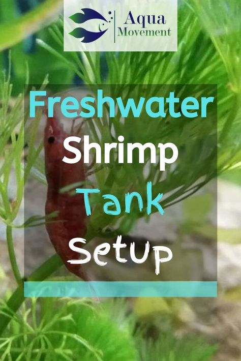 Freshwater Community Tank, Fresh Water Shrimp Tank, Mini Shrimp Tank, Freshwater Shrimp Aquarium, Shrimp Tanks Freshwater, Shrimp Tank Aquascape, Pet Shrimp, Ghost Shrimp, Nano Reef Tank