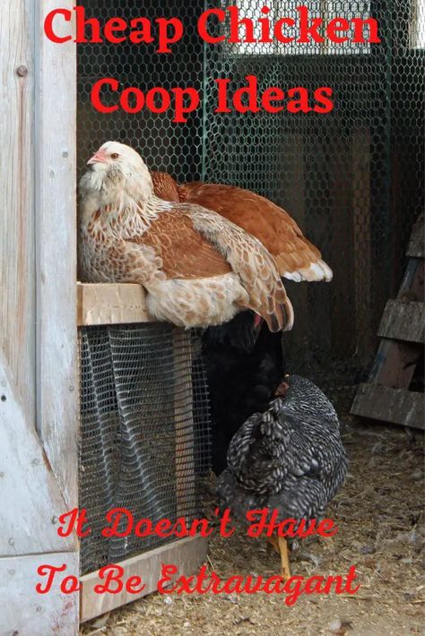 Chicken Coop Alternatives, Diy Chicken Coop For 4 Chickens, Diy Chicken Coop On A Budget, Temporary Chicken Coop Diy, How To Build A Chicken Coop From Pallets, Making A Chicken Coop, Affordable Chicken Coop Ideas, Repurpose Chicken Coop, Moveable Chicken Coop Ideas