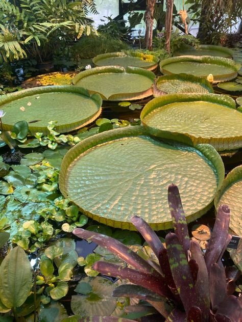 Victoria amazonica #nature #сад #inspiration Denise Core, Victoria Amazonica, Queen Victoria, Water Lilies, Latin America, Bird Bath, Pretty Pictures, Green Leaves, Stepping Stones