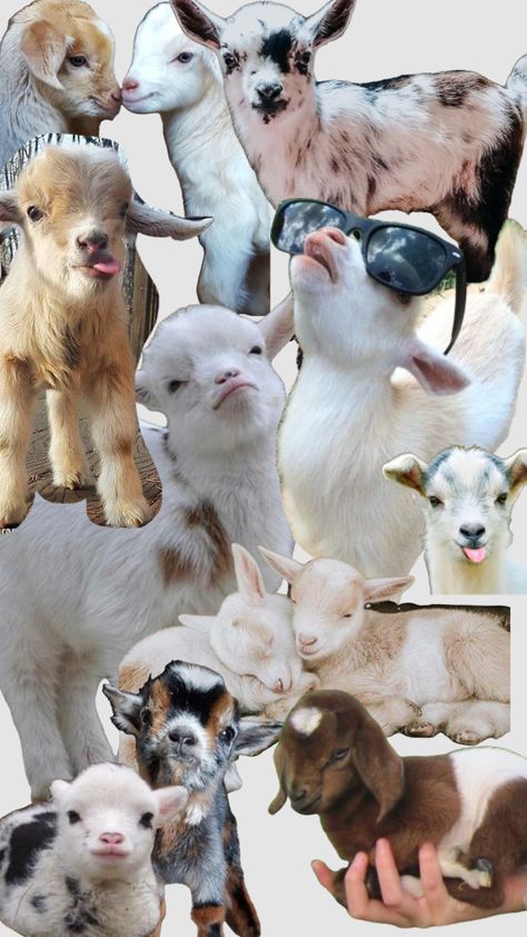 #goat #goats #aesthetic #farm #cute #love #goatlife Goat Wallpapers Aesthetic, Cute Goat Aesthetic, Cute Goat Wallpaper, Goat Backgrounds, Goats Aesthetic, Goats Wallpaper, Goat Aesthetic, Goat Wallpapers, G.o.a.t Wallpaper