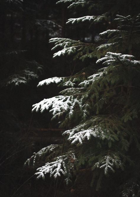 Christmas Nature Aesthetic, Dark Snowy Forest Aesthetic, Moody Winter Aesthetic, Dark Academia Winter Aesthetic, Winter Moodboard Aesthetic, Maine Gothic, Neutral Christmas Aesthetic, Dark Christmas Aesthetic, Dark Ambiance