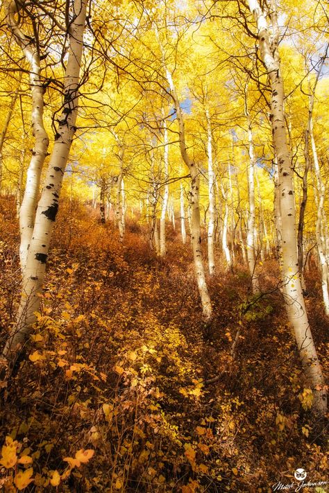 A Walk Between the Aspens by *mjohanson High Contrast Photography, Ormanlık Alan, Autumn Things, Contrast Photography, Landscape Forest, Tree Lover, Yellow Theme, Magic Forest, Autumn Scenery