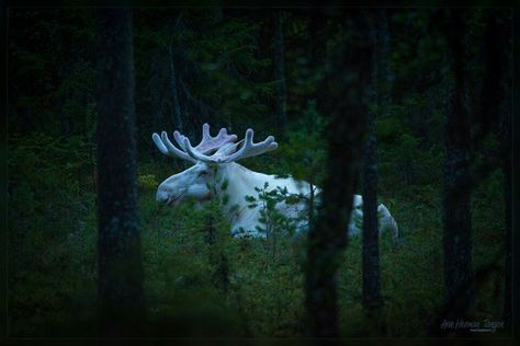 White moose Albino Moose, King Of The Forest, Moose Pictures, White Moose, I Have No Words, Albino Animals, Large Animals, Pics Art, Amphibians