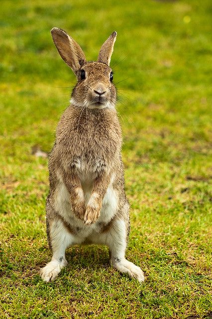 Bunny Poses, Rabbit Reference, European Rabbit, Art Craft Ideas, Rabbit Sitting, Rabbit Pictures, Rabbit Photos, Wild Rabbit, Rabbit Sculpture