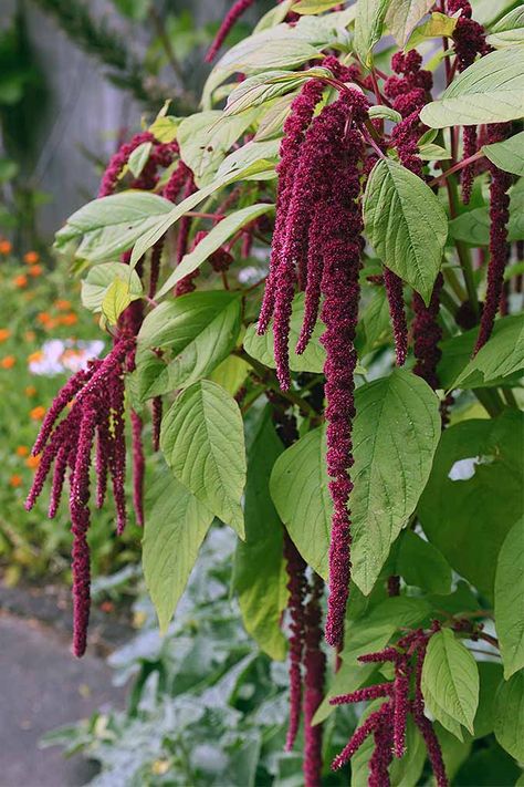 Whether you plant Amaranthus caudatus for its striking 2-foot-long red flower heads, for its medicinal properties, or to eat it for breakfast, you won’t be disappointed with this large tropical native that’s made itself at home in North America. Long Flowers, Garden Greenhouse, Flower Essences, Wildflower Seeds, Amaranth, Gardening Supplies, Dried Flower Arrangements, Annual Plants, Flower Seeds