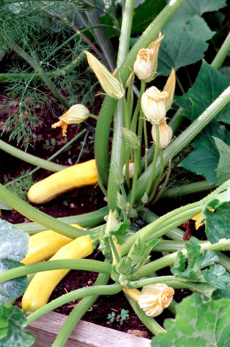 Summer Squash Garlic Companion Plants, Blueberry Companion Plants, Squash Companion Plants, Planting Dill, Dill Plant, Growing Sweet Corn, Best Companion Plants, Asparagus Plant, Squash Bugs