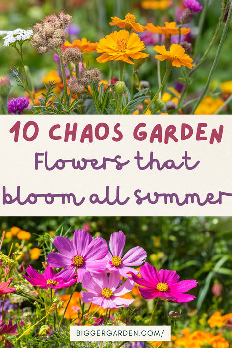 Top 10 Flowers for a Thriving Chaos Garden That Blooms All Season Long | Bigger Garden