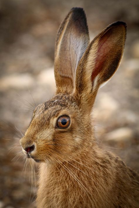 https://flic.kr/p/qJAfB2 | 208 | leveret Wild Rabbit Photography, Rabbit Photography, Hare Photo, Brown Animals, Hare Photography, Hare Rabbit, Albino Animals, List Of Animals, Animal Magic