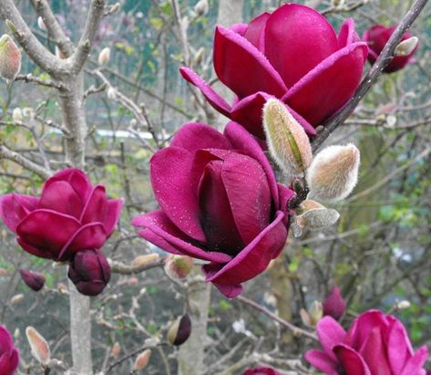 Magnolia 'Genie', Genie Magnolia, Red magnolia, Winter flowers, Spring flowers, Red flowers, fragrant trees, fragrant flowers, Purple Magnolia, Purple flowers Magnolia Tree Types, Saucer Magnolia Tree, Magnolia Denudata, Magnolia Soulangeana, Red Magnolia, Aromatic Plant, Specimen Trees, Magnolia Trees, Tree Seeds