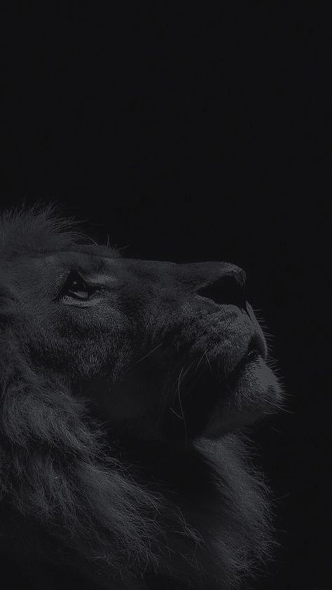 Lion Aesthetic Dark, God Aesthetic Dark, Jesus Wallpaper Aesthetic Black, Jesus Quotes Wallpaper, Buddhism Wallpaper, Bible Photos, Lion Photography, Iphone Dynamic Wallpaper, Lion Wallpaper