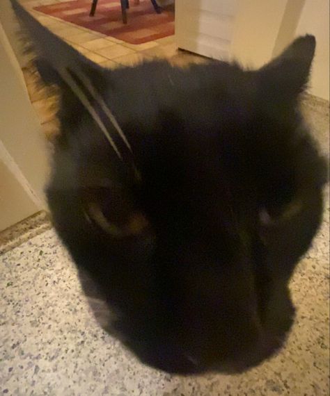 just a normal black cat with wide angle 🫢 Funny Cute Cats, Wide Angle, Silly Cats, Funny Cute, Funny Cats, Black Cat, Cute Cats, My Pictures, Kitty