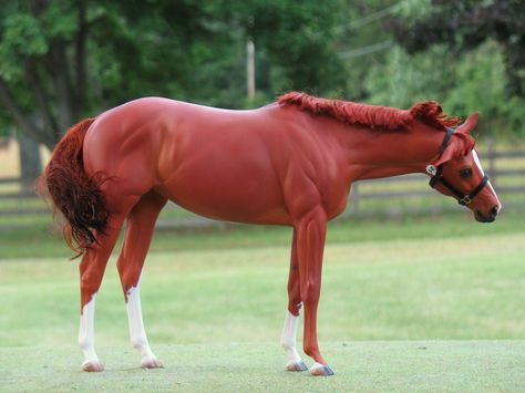 https://flic.kr/p/55JK3Q | "The Red Mare #21" Right | Red chestnut Thoroughbred mare. Victrix resin sculpted by Carol Williams. Customized and painted by Jen Kroll. Media used include acrylic paints, metallic pigments, pastels, water color pencils, & mohair.  Halter also made by Jen Kroll.   This horse was created for the 2008 National Model Horse Show Association annual model horse auction. 10% of the proceeds will be donated to the ac4h.com rescue. Mohair Halter, Chestnut Thoroughbred, Horse Auction, Bryer Horses, Water Color Pencils, Horse Coat Colors, Red Chestnut, Breyer Horse, Red Horse