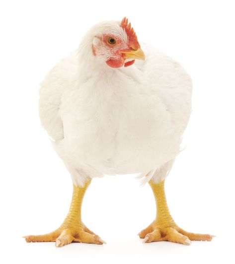 Want To Raise Your Own Meat? Discover The Best Meat Chicken Breeds - Free Chicken Coop Plans Laying Hens Breeds, Hen Breeds, Meat Chickens Breeds, Free Chicken Coop Plans, Free Chicken Coop, Broody Hen, Raising Meat Chickens, Attitude Stylish Boys Pic, White Hen