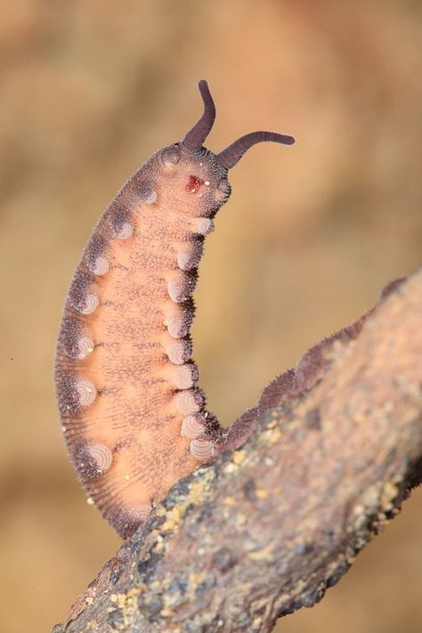 Eoperipatus totoro Velvet Worm, Caterpillar, Velvet