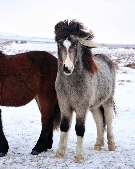 ♡ICELANDIC HORSES♡ on Instagram: “Rómeó looking so grown up🤩 This is the 1st time I’m see him since beginning of December, but he looks excellent even after these horrible…” Horse Looking Up, Icelandic Pony, Icelandic Horses, Magical Women, Horse Wallpaper, Icelandic Horse, Horse World, Horse Pattern, Horse Crazy