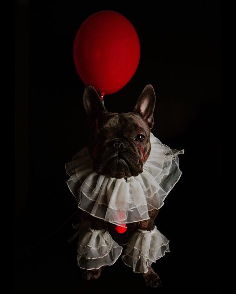 follow @valerietookthese on IG to see more! French Bulldog Pennywise Halloween Costume DIY Halloween Costume Trendy Custom Positive Dog costume craft crafty arts and crafts sewing hobgy lobby cute puppy costume dog halloween costume amazon instagram modern pennywise IT clown costume editorial photoshoot photo photography dog photography studio photoshoot model viral trending fashion high fashion pinterest bulldog costume crafty explore explorememore It Clown Costume, French Bulldog Halloween Costumes, Bulldog Halloween Costumes, Pennywise Halloween Costume, Diy Pet Costumes, Cute Dog Halloween Costumes, Idaho Photography, Dog Halloween Outfits, Dog Photography Studio