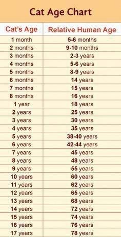 Cat Age Chart, Age Chat, Cat Age, Katt Diy, Katt Grejer, Cat Ages, Cat Language, Cat Info, Dog Years