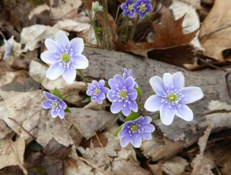 Wildflowers Have Already Started Blooming In Indiana And These Are The 10 Best Places To See Them Wildflower Mural, Indiana Dunes State Park, Indiana Dunes National Park, Front Flower Beds, Only In Your State, Indiana Dunes, Light Pollution, Nature Center, Spring Blooms