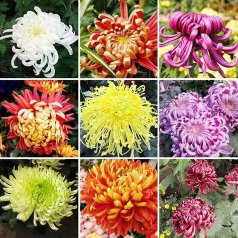 CYBEXIS PAU-62 - Mix Chrysanthemum Flowers - (30 Seeds) Seed Price in India - Buy CYBEXIS PAU-62 - Mix Chrysanthemum Flowers - (30 Seeds) Seed online at Flipkart.com Flowerscape Coloring, Chrysanthemum Seeds, Mango Plant, Edible Seeds, Soil Layers, Grow Bags, Chrysanthemum Flower, Top Soil, Organic Plants