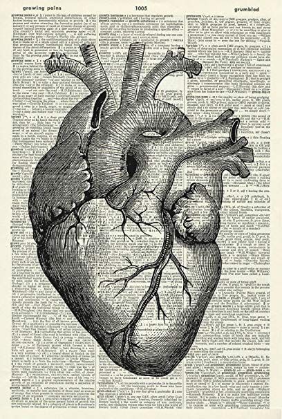 Love After Heartbreak, After Heartbreak, Anatomy Heart, Heart Engagement, Human Anatomy Art, Anatomical Heart, Human Heart, Anatomy Art, Human Anatomy