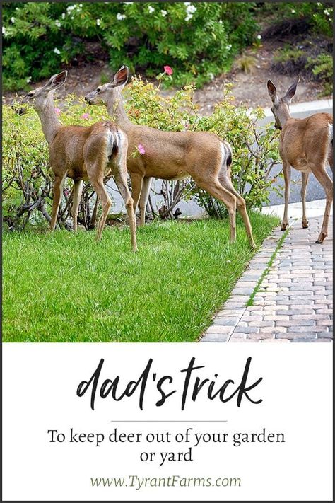 Dad's trick to keep deer out of your yard and garden. #deer #diy #gardening #tyrantfarms Deer Resistant Landscaping, Pond Diy, Deer Garden, Deer Resistant Garden, Deer Repellant, Deer Fence, Yard And Garden, Deer Resistant Plants, Garden Pest Control