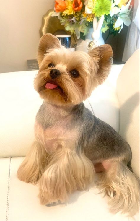 Teddy Bear Yorkie Haircut, Yorkies Haircut, Yorkie Cut, Yorkie Teddy Bear Cut, Yorkie Puppy Care, Yorkie Haircut, Yorkie Cuts, Yorkie Hairstyles, Dog Yorkie