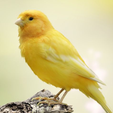 A yellow canary, like that of the one in the play. Croquis, Singing Canary, Bird Parakeet, Blue Canary, Bird Sounds, قلادات متدلية, Yellow Canary, Canary Birds, Yellow Cottage