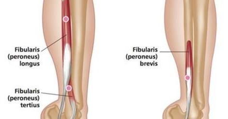 Fibularis Longus, Peroneus Longus, Lower Limb, Spinal Cord, Lower Leg, Nerve, Lips, The Originals, Health