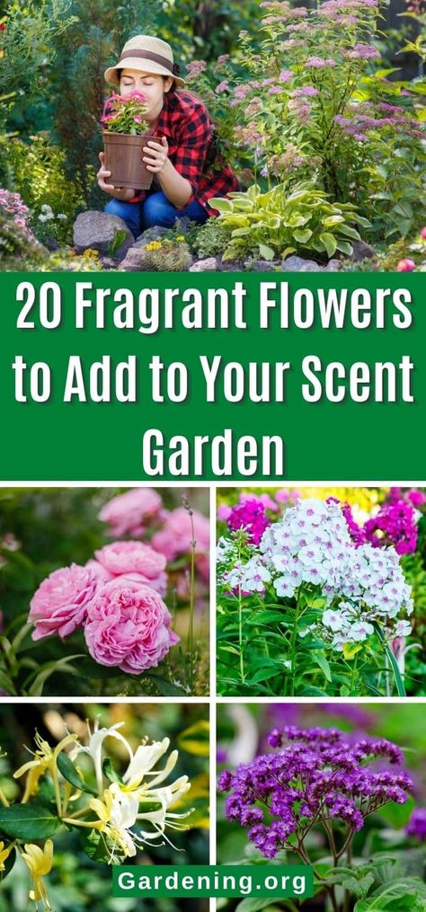 Scented Garden Ideas, Fragrance Garden, Funky Garden, Love Your Garden, Flower Planting, English Flowers, Plant Types, Scent Garden, Cut Flower Farm