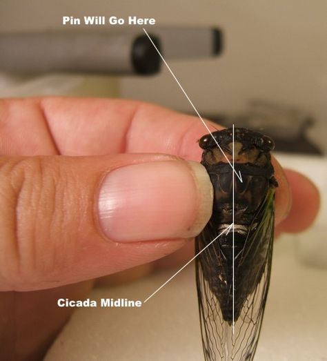 How to Preserve Your Cicadas - Pinning Bug Taxidermy Diy, Insect Pinning Diy, How To Preserve Bugs, How To Pin Insects, Preserving Bugs, Cicada Taxidermy, Pinning Bugs, Pinning Insects, Butterfly Pinning