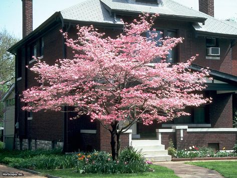 Disease-Resistant Dogwoods | Landscaping Ideas and Hardscape Design | HGTV Dogwood Tree Landscaping, Kousa Dogwood Tree, Pink Dogwood Tree, Kousa Dogwood, Cornus Florida, Trees For Front Yard, Dogwood Tree, Hgtv Garden, Pink Dogwood