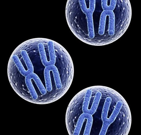 Historically, the Y chromosome can't catch a break. What does this mean for the future of the men? Chromosomes Illustration, Chromosome Art, Homologous Chromosomes, Polytene Chromosome, Mitochondria Is The Powerhouse Meme