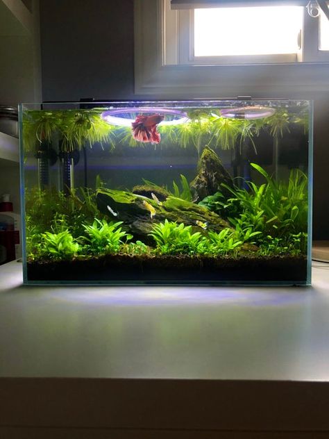 Bacopa Caroliniana, Planted Betta Tank, Cool Fish Tank Decorations, Fish Aquarium Decorations, Fish Tank Themes, Fish Tank Terrarium, Cool Fish Tanks, Aquascape Design, Diy Fish Tank