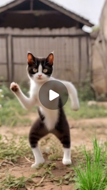 Satish Kumar Parmar on Instagram: "Funny cat dance 🤪😅🤣
.
.
.
#cat #cats #catsofinstagram #of #catstagram #catlover #catlife #instagram #catlovers #kitten #instacat #kitty #pet #cute #love #meow #dog #catoftheday #pets #kittens #gato #animals #catlove #animal #cutecat #world #gatos #petsofinstagram #kittensofinstagram #chat" Cute Funny Cat Pictures, Funny Dancing Animals, Funny Cat Dance, Dancing Cat Gif, Cats Dancing, Cat Dancing, Cat Dance, Dancing Animals, Kitten Meowing