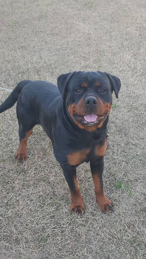 Dog Rottweiler, Real Animals, Dog Picture, Dog Snap, Rottweiler Quotes, Two Rottweilers, Rottweiler Dog Breed, Rottweiler Pictures, Rottweiler Funny