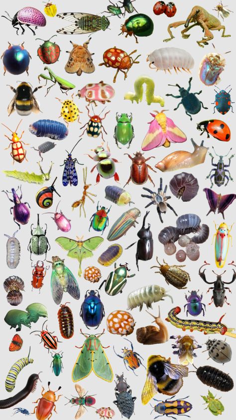 BUGS Isopod Wallpaper, Aesthetic Bug, Bug Poster, Bug Photos, Bug Wallpaper, Bug Stickers, Colorful Bugs, Cool Bugs, Bug Art