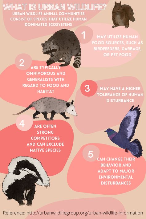 Knowing about our Urban Wildlife neighbors helps us better understand, co-exist, and avoid conflict. Urban Wildlife, Street Cats, Cat Language, Wild Animals, Animals Wild, This Is Us, Movie Posters, Animals, Art